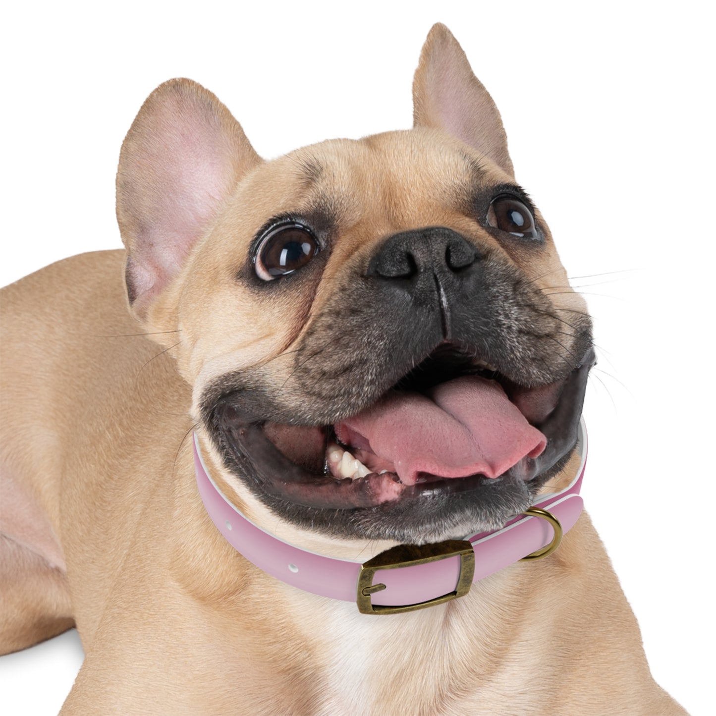 Pink Blush Fade Small Dog Collar
