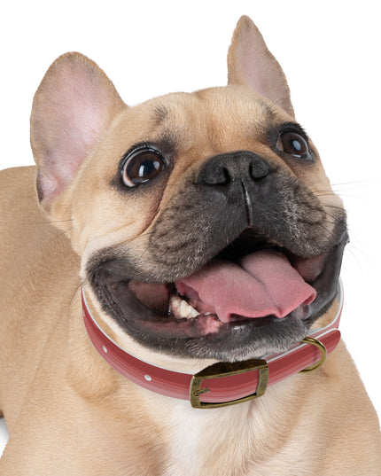 Power Red Wavey Small Dog Collar