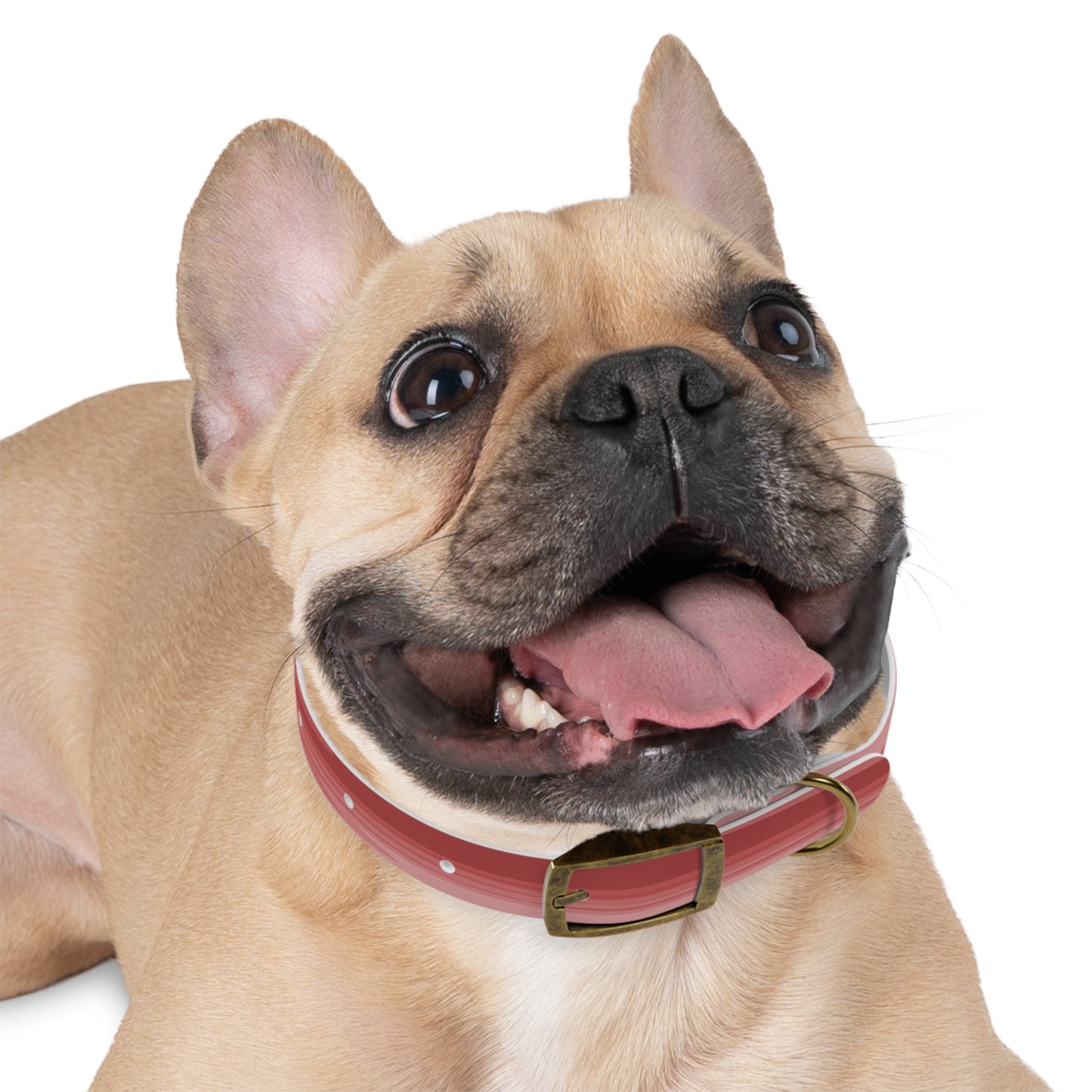 Power Red Wavey Small Dog Collar