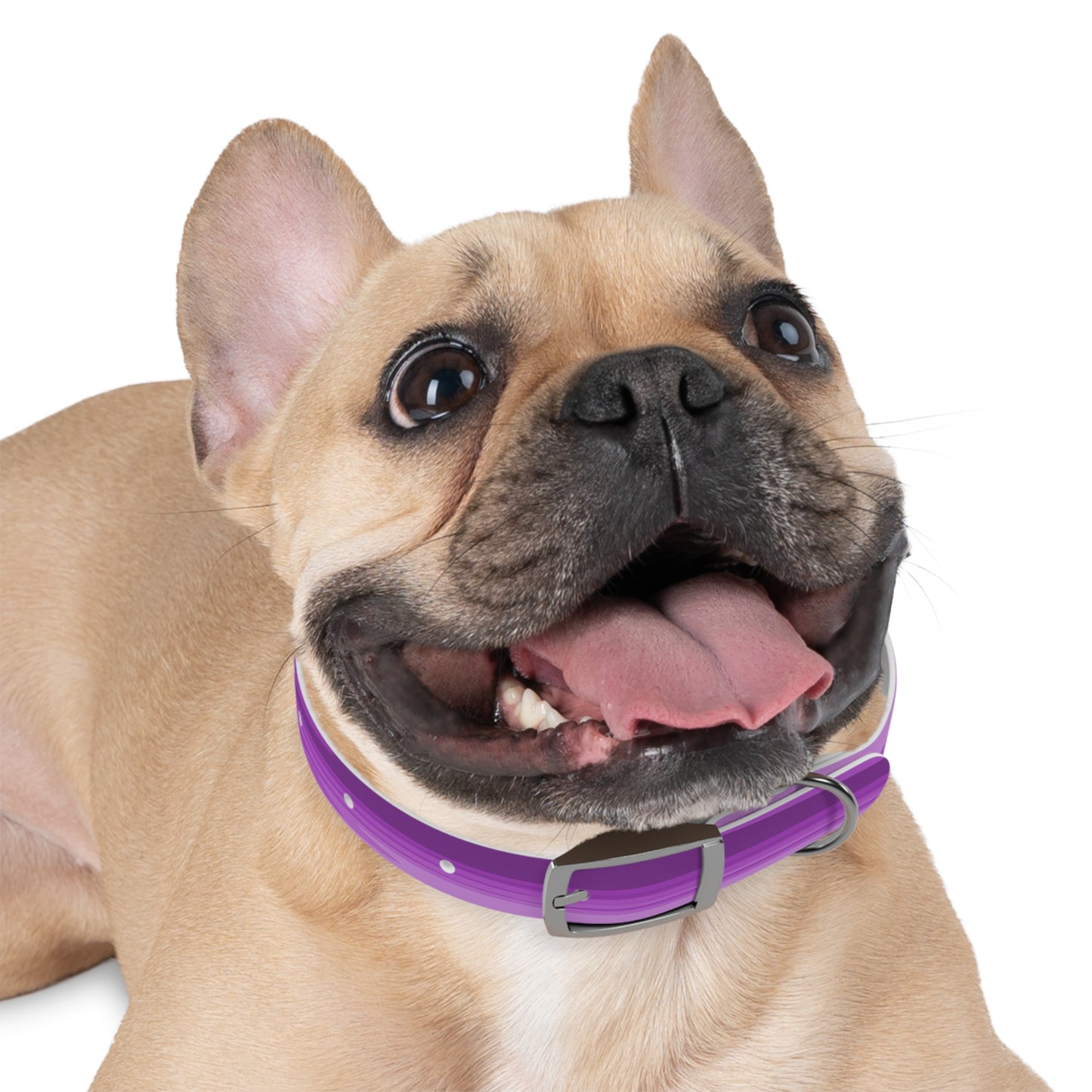Wavey Purple Wavey Small Dog Collar