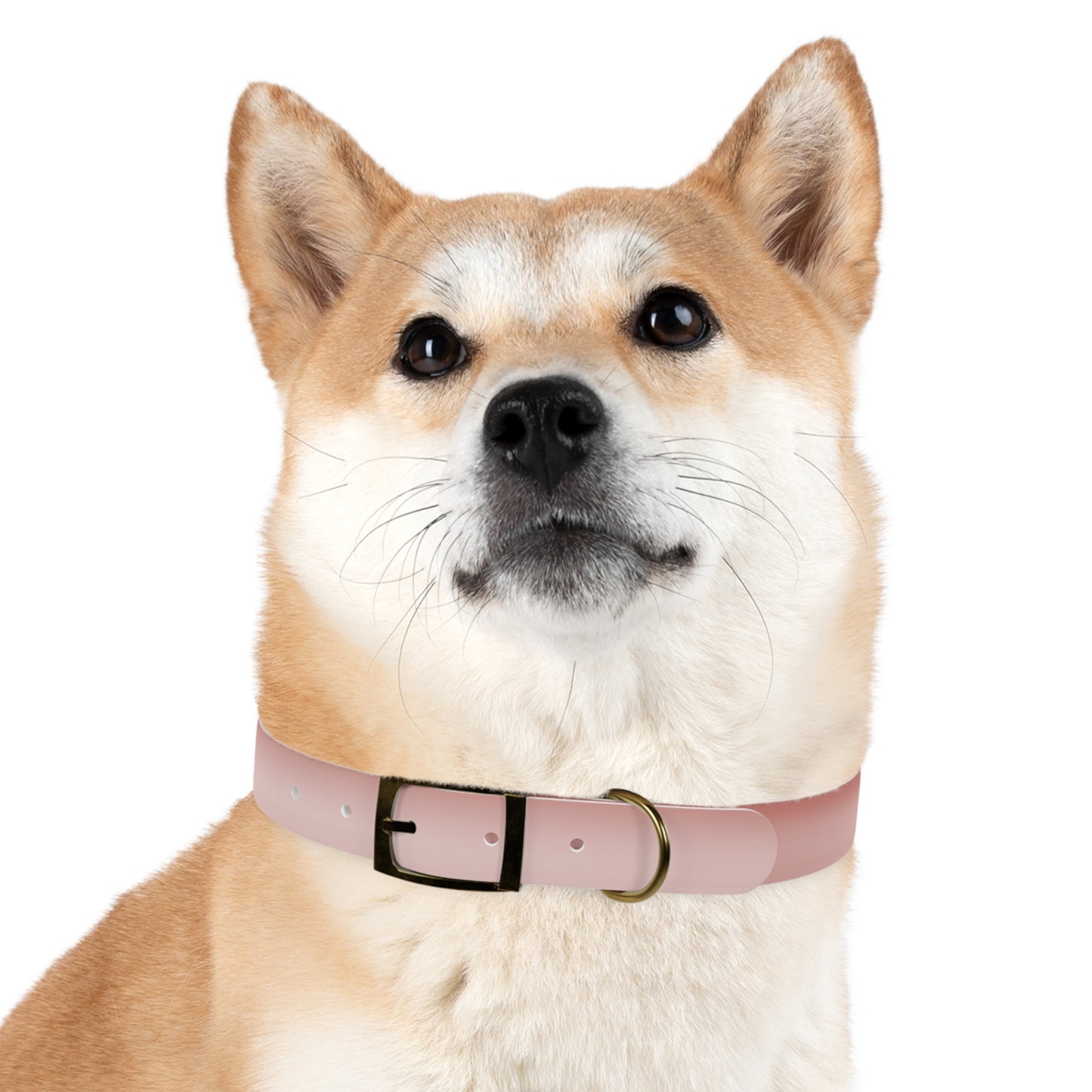 Rose Red Fade Extra Large Dog Collar