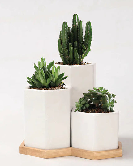 Jasmin Ceramic Pot Planter