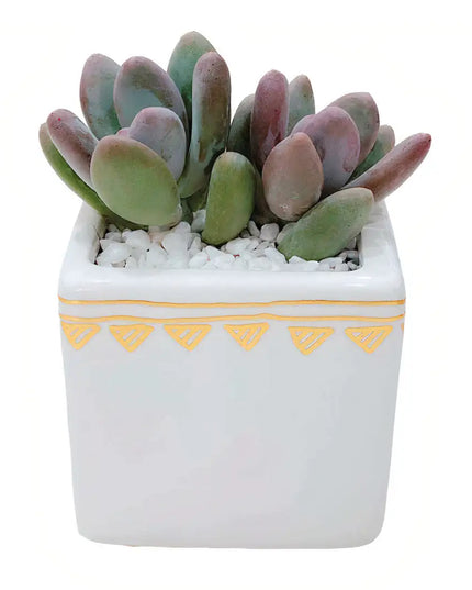 Rhapsody Planters Set of 2