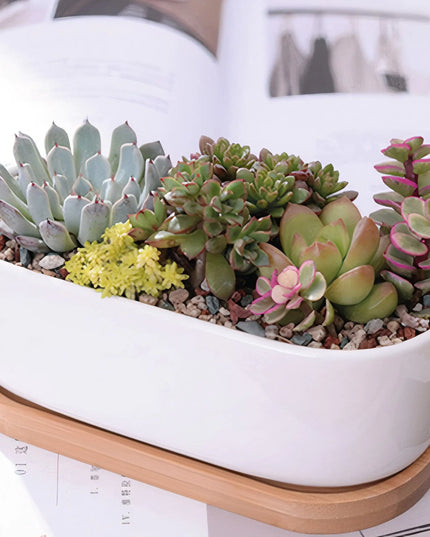 Succulent Planter -Elongated