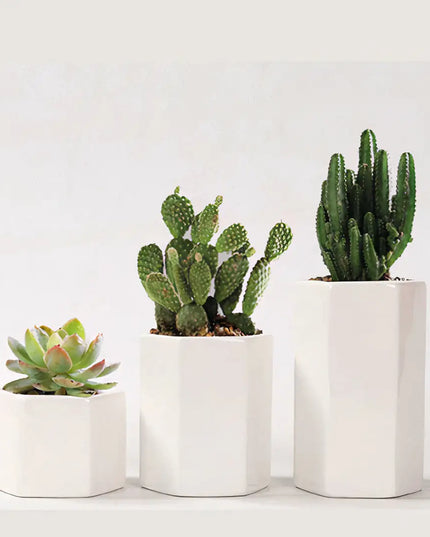 Jasmin Ceramic Pot Planter