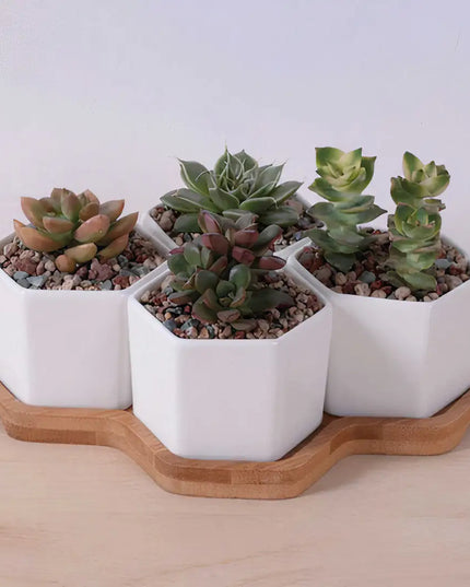 Beehive Planter