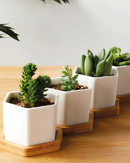 Succulent Small Planter Set of 3