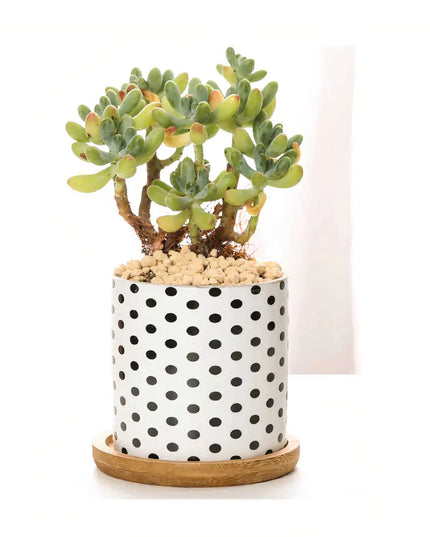 B&W Planters Set of 3